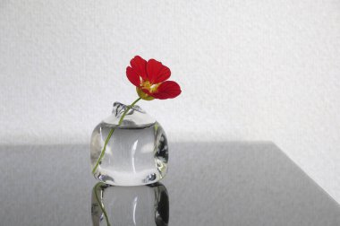 Masadaki cam vazoda kırmızı çiçek