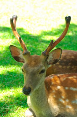 Yaz parkındaki sevimli geyik manzarası.