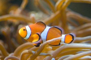 Akvaryumdaki palyaço balığı