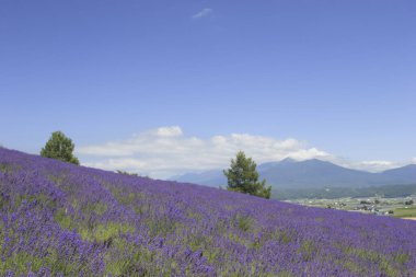 Yazın lavanta tarlası