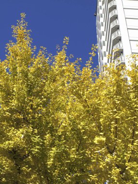 Şehirde sonbahar yaprakları