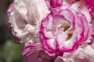 Yakın çekim - yeşil yapraklı pembe şakayık çiçeğinin.