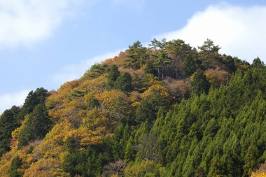 Ağaçlar ve yapraklarla dolu güzel sonbahar manzarası