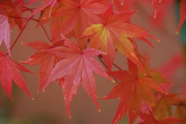 Sonbahar yaprakları, sonbahar bitkileri      