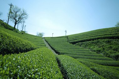 Çaydanlığın yeşil tarlası ve mavi gökyüzü.    