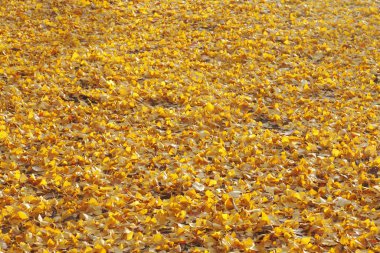 kuru düşen sonbahar akçaağaç yaprakları arka planda