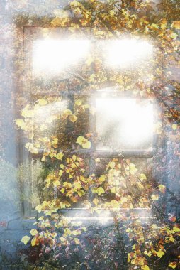 Pencereden sonbahar parkının görüntüsü