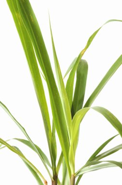 Beyaz arkaplanda taze yeşil yaprakların yakın plan görüntüsü           