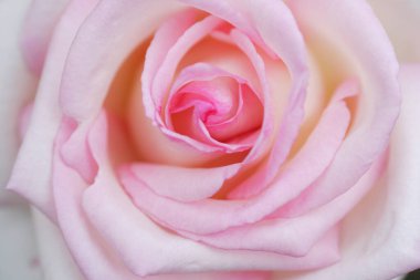 Bahçedeki pembe gülün yakın görüntüsü