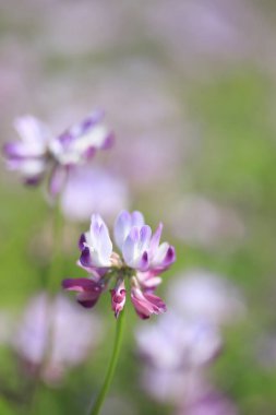 Çiçek açan yaz çiçekleri, çiçekli arka plan.