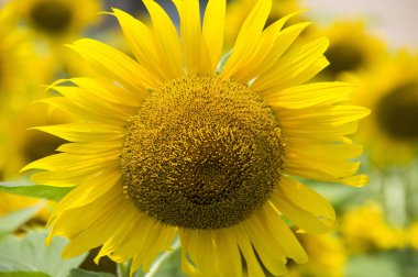 Bahçede güzel bir ayçiçeği