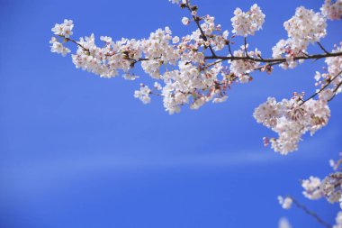 Kiraz çiçekleri arka plan bahar