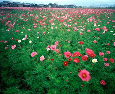 Güzel çiçeklerin manzarası