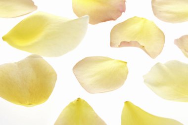 Beyaz arkaplanda sarı gül yaprakları