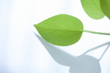 Beyaz arkaplanda gölgeleri olan taze yeşil yaprakların yakın görüntüsü