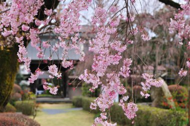 Güzel pembe kiraz çiçeklerinin manzarası 