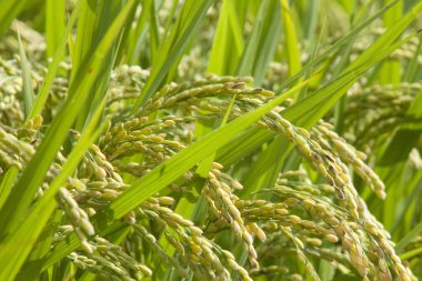 Çeltik tarlasındaki güzel yeşil pirinç bitkilerinin manzarasını kapatın.          