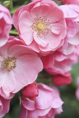 Bahçedeki güzel pembe çiçekler