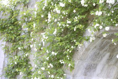 Üzerinde beyaz çiçekler büyüyen taş bir duvar.