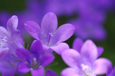 Bahçedeki çiçeklerin güzel manzarasını kapat.