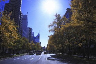 Tokyo caddesinde renkli ağaçlar, Japonya 
