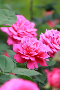 Bahçedeki güzel pembe güller