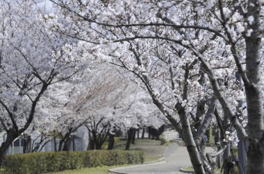 Bahçedeki beyaz çiçeklerin yakın plan görüntüsü, baharda kiraz çiçekleri                  