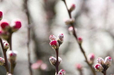 Güzel botanik fotoğrafı, doğal duvar kağıdı.