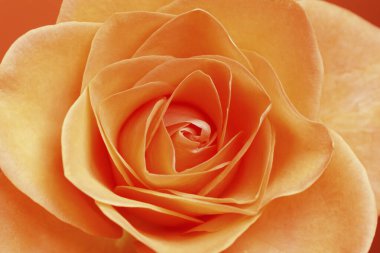 Güzel gül çiçeğini kapat.