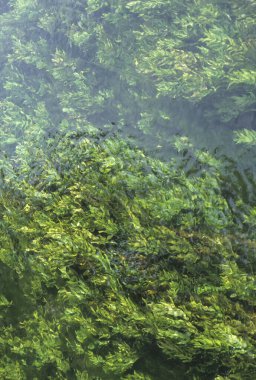 nehirde yeşil bitkiler 