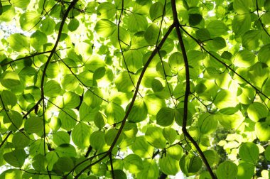 Güzel yeşil yapraklar, bitki örtüsü ve yapraklar.