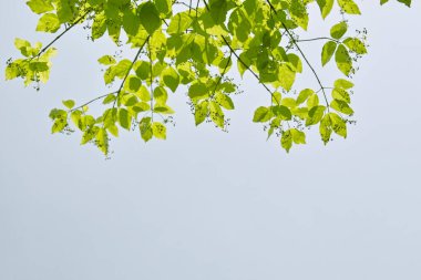 Mavi gökyüzü arka planında ağaç dalları