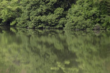  Ormandaki ağaçlarla çevrili göl