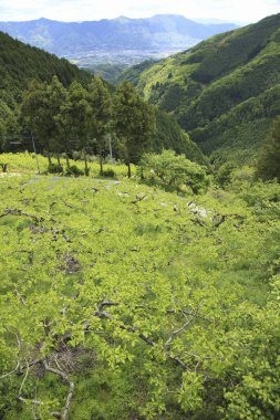 Yazın dağ manzarası