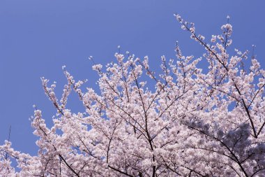Japonya 'da güzel bahar kiraz çiçekleri