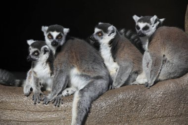 halka - kuyruklu lemur portresi arkaplanı 