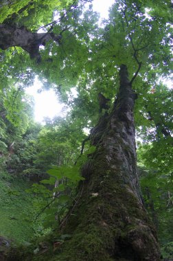 Ormandaki ağaç kökleri
