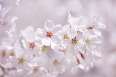 Japonya 'da güzel bahar kiraz çiçekleri