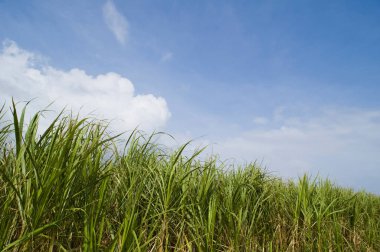 Uzun yeşil çimenlerin alçak açısı ve bulutlu mavi gökyüzü.