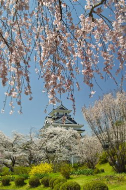 Japonya 'da kiraz çiçekleri, Tokyo