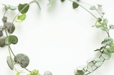 Beyaz arkaplanda taze yeşil yaprakların yakın plan görüntüsü.        