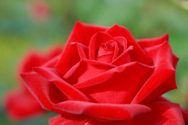 Bahçedeki güzel pembe gül. Çiçek arka planı