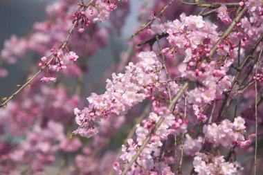 İlkbaharda kiraz ağacının çiçek açması. 