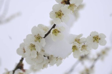 Bahçede bahar ağacı çiçeği