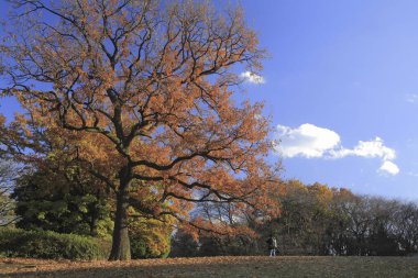 Parkta renkli sonbahar ağaçları.