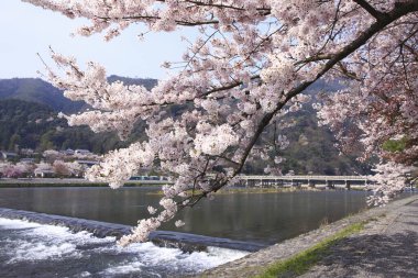 İlkbaharda kiraz ağacının çiçek açması. 