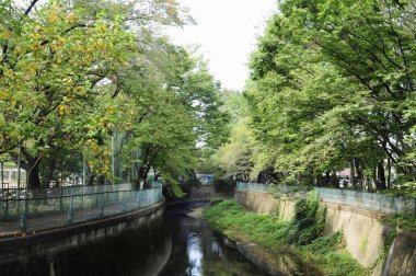 Çin 'de güneşli bir günde güzel yeşil park manzarası 