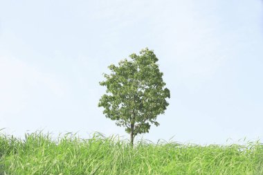 yeşil çimen ve ağaç üzerinde mavi gökyüzü arka plan     