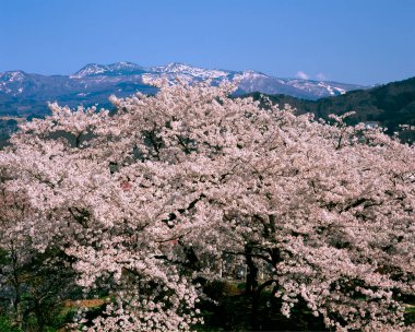 Japonya 'da kiraz çiçekleri açar.