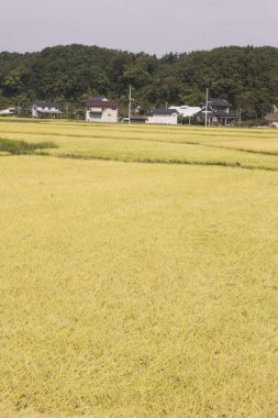 Japon kırsalındaki yeşil pirinç tarlası manzarası